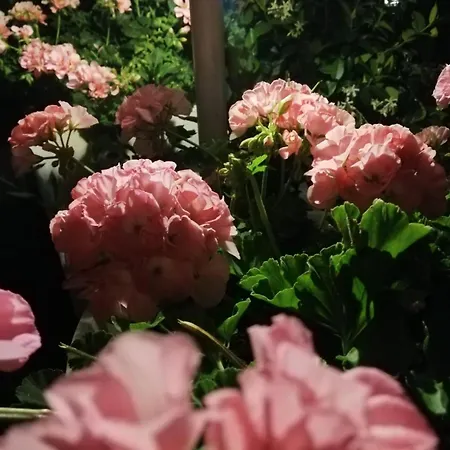 Oasirelax -camera Con Vista A Un Passo Da Torino Daire Pavarolo